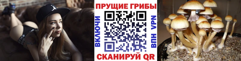 цена   Чердынь  Псилоцибиновые грибы MAGIC MUSHROOMS 